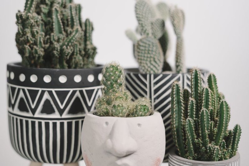 Oasis Gift Planter Collection